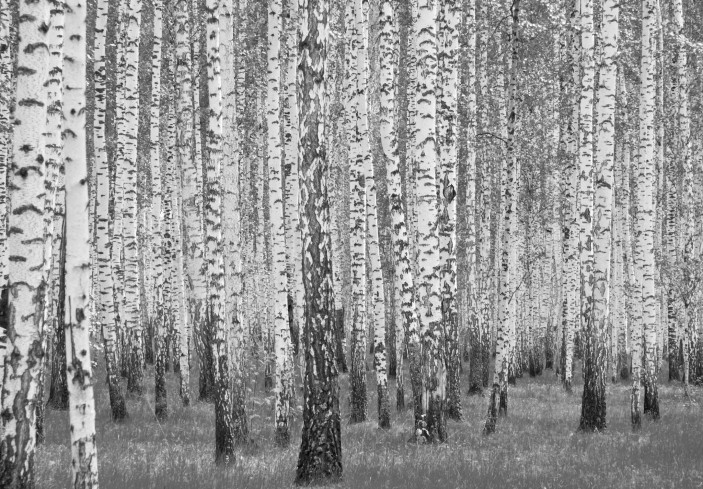 Fototapeta brzozowy las brzozy czarno biała 14211VE