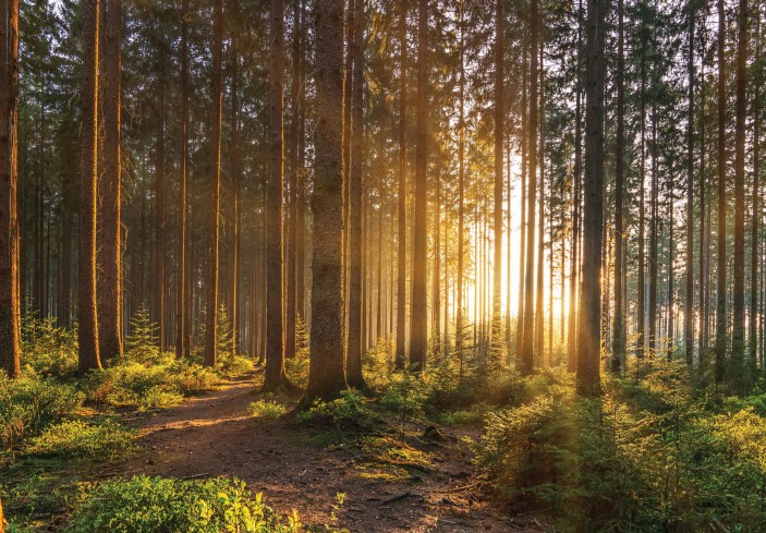 Fototapeta słoneczny las drzewa natura słońce 14185VE