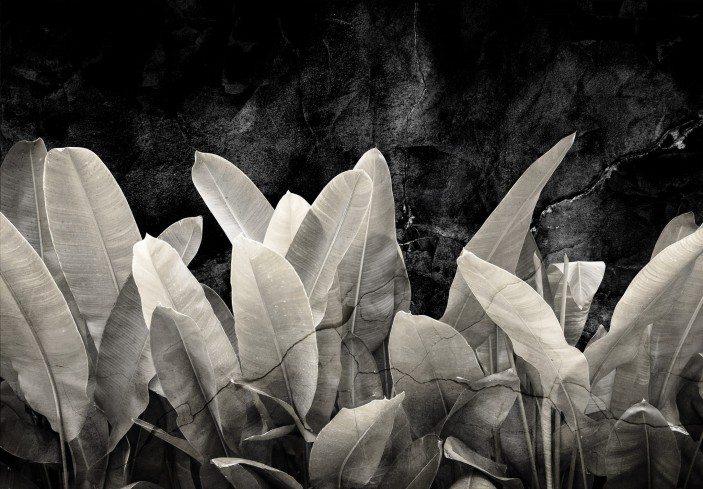 Fototapeta liście bananowca beton 3d czerń 13946VE Fototapeta liście bananowca beton 3d czerń 13946VE