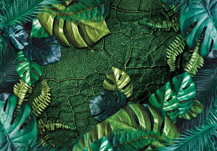 Fototapeta liście monstera zielone rośliny 14100VE