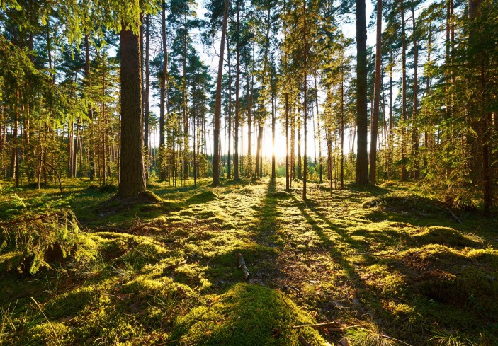 Fototapeta las słoneczny drzewa natura zielona 14505VE