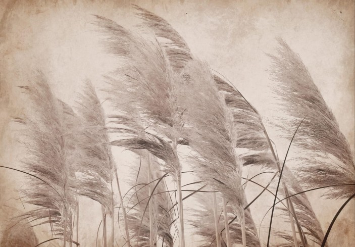 Fototapeta trawa pampasowa boho beżowa 14553VE