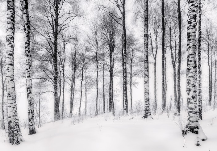 Fototapeta las brzozowy czarno biały brzozy na wymiar 15650VE