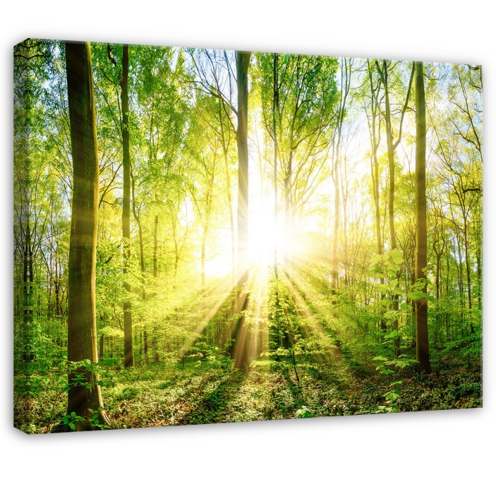 Obraz na płótnie las drzewa zielony 70x50