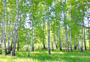 Fototapeta las brzozowy na wymiar 14182VE