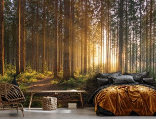 Fototapeta słoneczny las drzewa słońce natura 14185VE