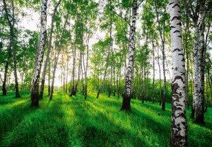 Fototapeta las brzozowy drzewa natura trawa widok 14175VE