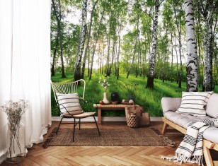 Fototapeta las brzozowy drzewa natura widok 14175VE