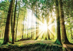 Fototapeta las słoneczny drzewa widok natura 10143VE
