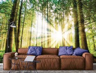 Fototapeta las słoneczny drzewa natura widok 10143VE
