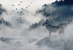 Fototapeta wilk we mgle na wymiar 12395VE