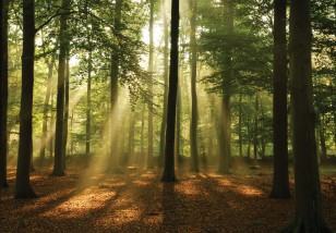 Fototapeta las zachód słońca drzewa widok natura 10331VE