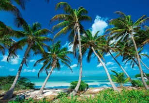 Fototapeta 3d plaża palmy morze natura krajobraz zielony 14179VE