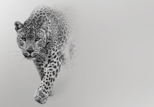 Fototapeta tygrys jaguar gepard natura zwierzęta 13997VE