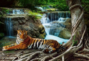 Fototapeta tygrys wodospad natura krajobraz las zwierzęta 14407VE