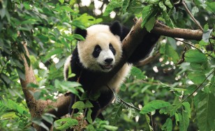 Fototapeta panda dżungla natura zwierzęta 3398VE