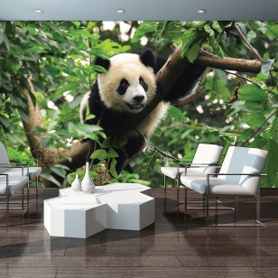Fototapeta panda dżungla zwierzęta natura 3398VE