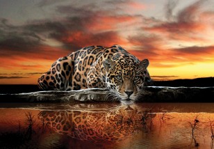 Fototapeta tygrys jaguar afryka safari natura zwierzęta 126VE