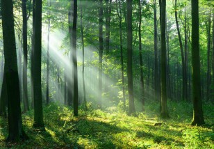 Fototapeta słoneczny las drzewa natura 14420VE