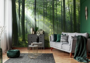 Fototapeta słoneczny las natura drzewa 14420VE
