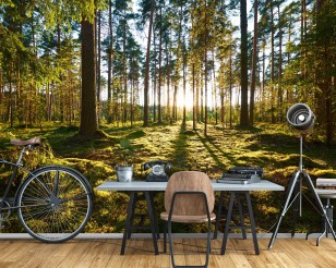 Fototapeta las słoneczny drzewa zielona natura 14505VE