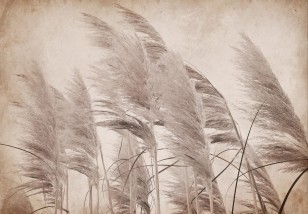 Fototapeta trawa pampasowa boho beżowa 14553VE
