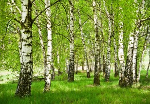 Fototapeta las brzozowy drzewa natura brzozy łąka 14567VE