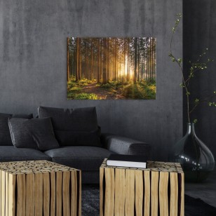 Obraz do salonu słoneczny las natura PP14185