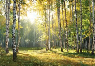 Fototapeta las brzozy drzewa natura do salonu na wymiar 15689VE